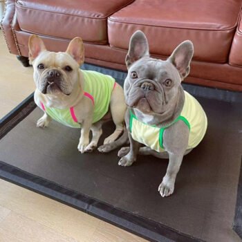 Dog Vest Chanel - 2025 - Puppy Streetwear Shop