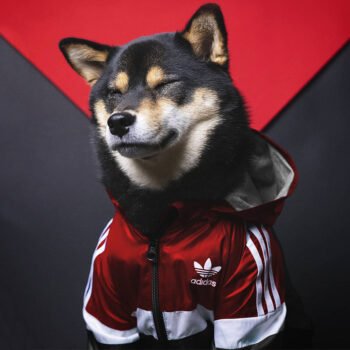Dog Hoodies Adidas - 2025 - Puppy Streetwear Shop Dog Hoodies Adidas - 2025 - Puppy Streetwear Shop