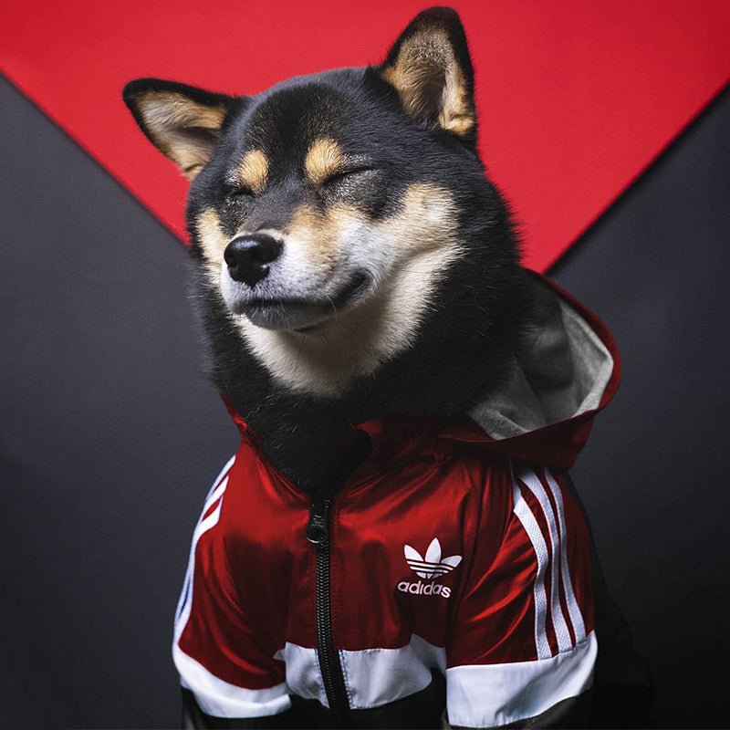 Designer Dog Hoodies Adidas - 2023 - Puppy Streetwear Shop