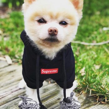 Dog Hoodie Supreme - 2025 - Puppy Streetwear Shop