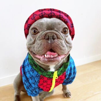 Dog Jacket Pawcci - 2025 - Puppy Streetwear Shop Dog Jacket Pawcci - 2025 - Puppy Streetwear Shop