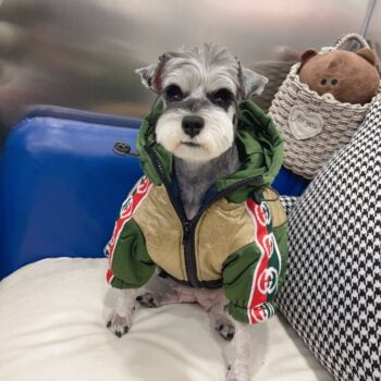 Dog Jacket Pawcci - 2026 - Puppy Streetwear Shop