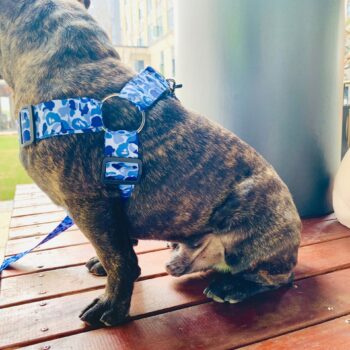 Dog Collar Harness Bape - 2025 - Puppy Streetwear Shop