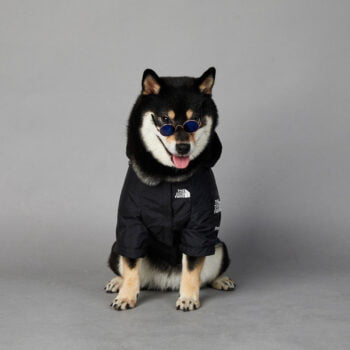 Dog Hoodies The North Face - 2025 - Puppy Streetwear Shop