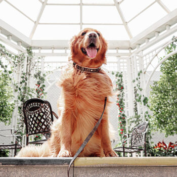 Dog Collar Harness Louis Pawtton - 2025 - Puppy Streetwear Shop