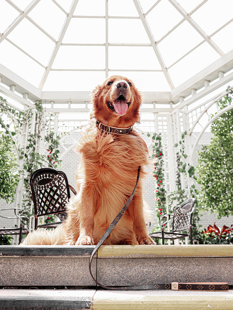 Designer Dog Collar Harness Louis Vuitton - 2024 - Puppy Streetwear Shop