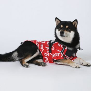 Dog Jacket The Dog Face - 2025 - Puppy Streetwear Shop Dog Jacket The Dog Face - 2025 - Puppy Streetwear Shop