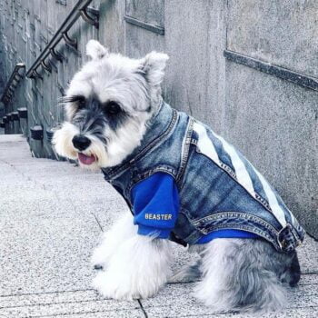 Dog Jacket - 2025 - Puppy Streetwear Shop