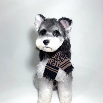 Dog Scarf Fendi - 2025 - Puppy Streetwear Shop