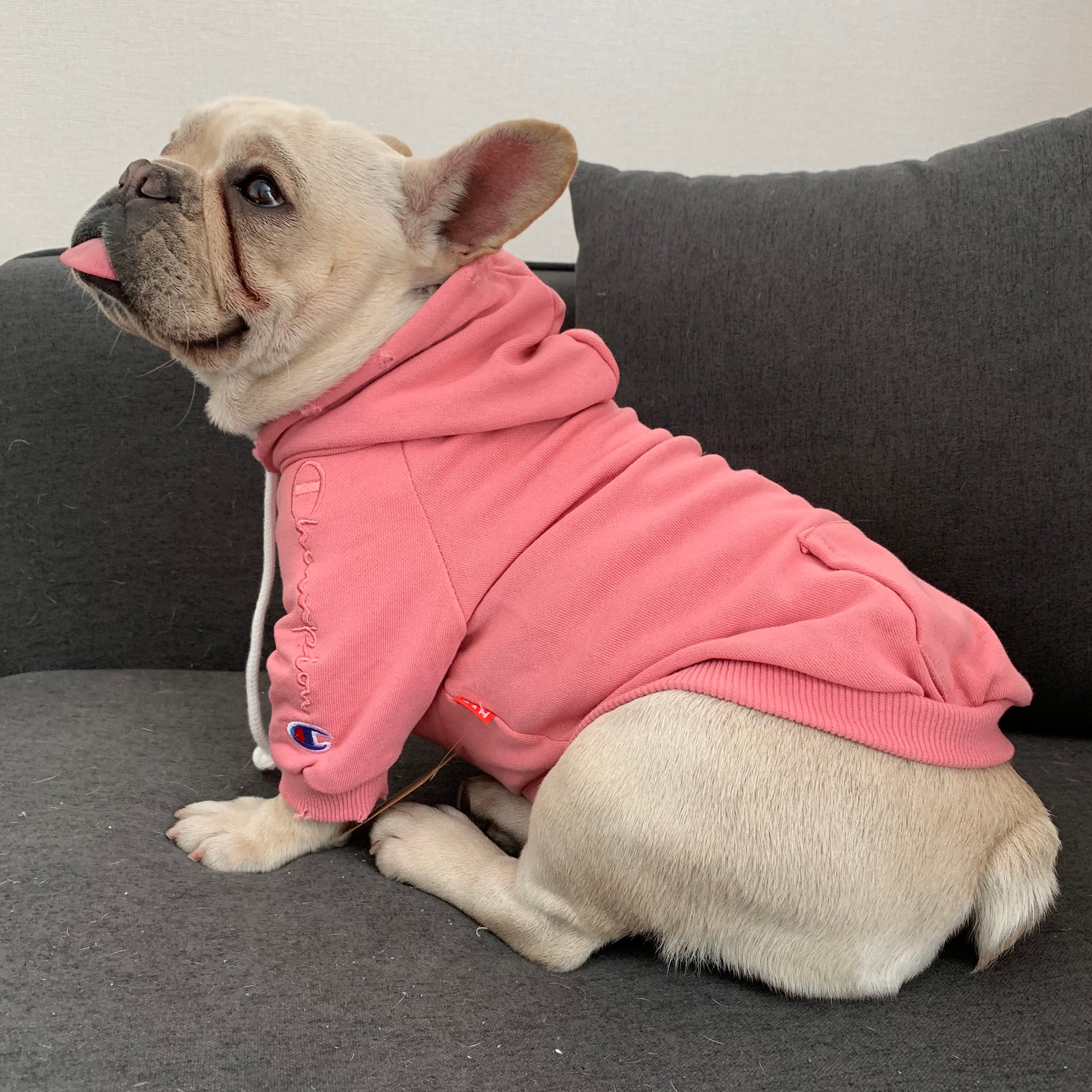 Dog Hoodies Champion - 2024 - Puppy Streetwear Shop