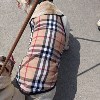 Dog Dress Burberry - 2026 - Puppy Streetwear Shop