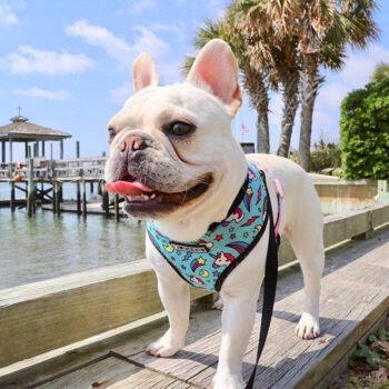 Dog Collar Harness - 2025 - Puppy Streetwear Shop Dog Collar Harness - 2025 - Puppy Streetwear Shop