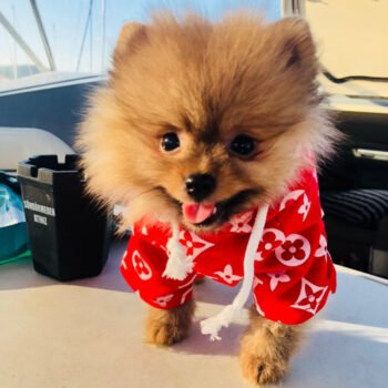 Dog Hoodies Louis Pawtton - 2025 - Puppy Streetwear Shop