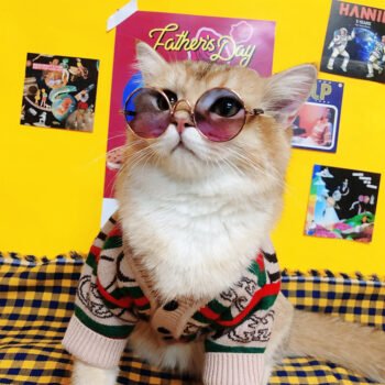 Dog Sweater Pawcci - 2025 - Puppy Streetwear Shop