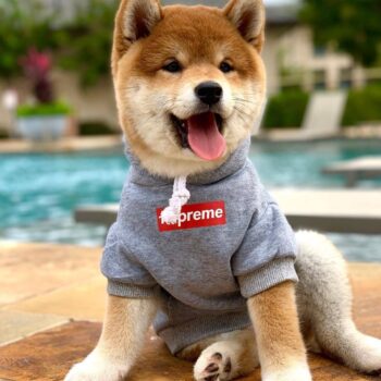 Dog Hoodies Supreme - 2026 - Puppy Streetwear Shop
