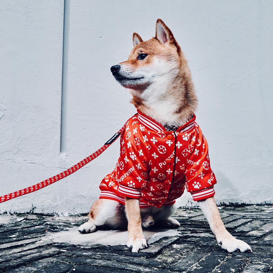Designer Dog Jacket Louis Vuitton - 2023 - Puppy Streetwear Shop