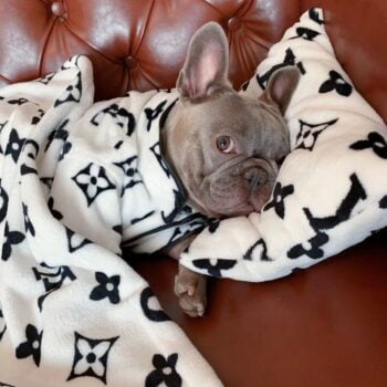 Dog Hoodies Louis Pawtton - 2025 - Puppy Streetwear Shop