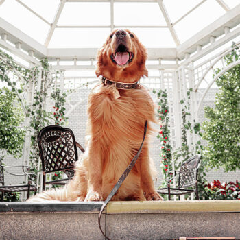 Dog Collar Harness Louis Pawtton - 2025 - Puppy Streetwear Shop