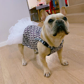 Dog Dress Dior - 2025 - Puppy Streetwear Shop