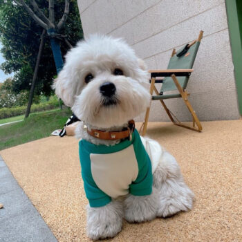 Dog Jacket Squid Game - 2025 - Puppy Streetwear Shop