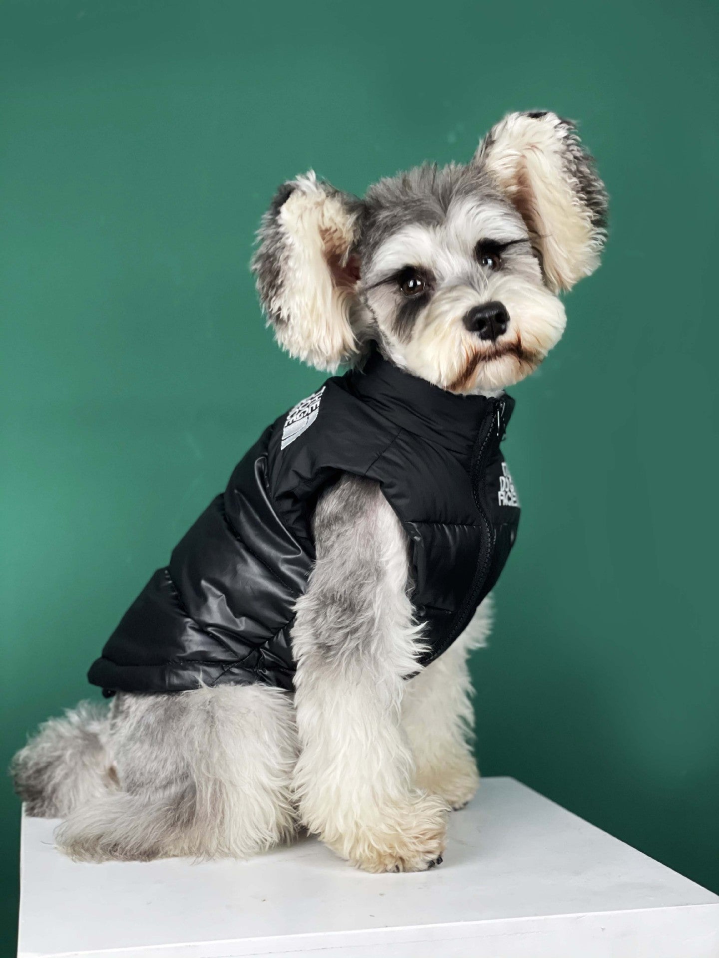 Designer Dog Jacket The Dog Face - 2023 - Puppy Streetwear Shop