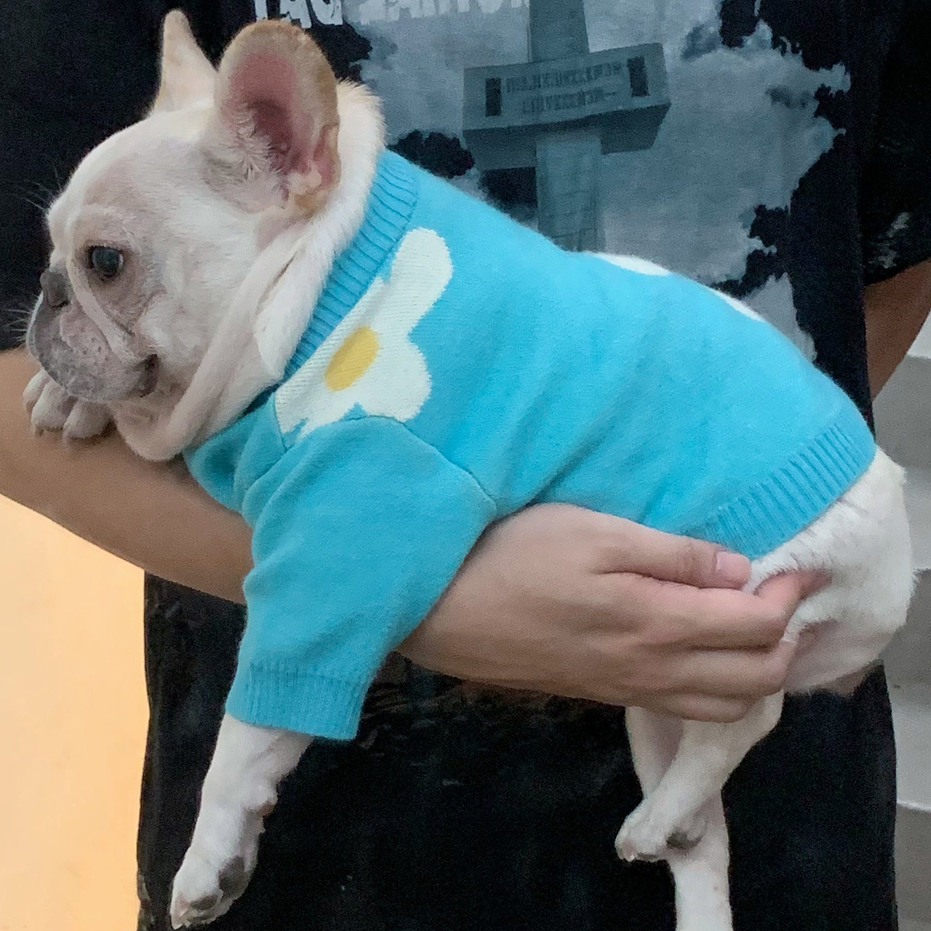 Designer Dog Sweater - 2023 - Puppy Streetwear Shop