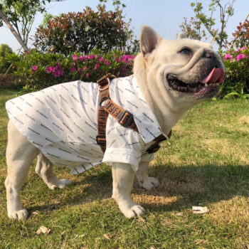 Dog Collar Harness Fendi - 2025 - Puppy Streetwear Shop