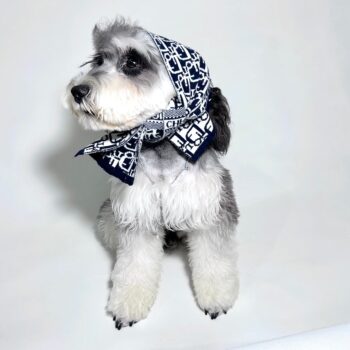 Dog Scarf Dior - 2025 - Puppy Streetwear Shop
