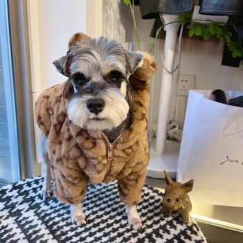 Dog Hoodies Louis Pawtton - 2025 - Puppy Streetwear Shop Dog Hoodies Louis Pawtton - 2025 - Puppy Streetwear Shop