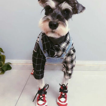 Dog Shoes Nike - 2026 - Puppy Streetwear Shop