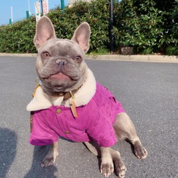 Dog Jacket - 2025 - Puppy Streetwear Shop