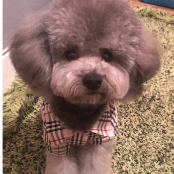 Dog Shirt Burberry - 2025 - Puppy Streetwear Shop