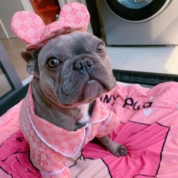 Dog Jacket Pawcci - 2025 - Puppy Streetwear Shop