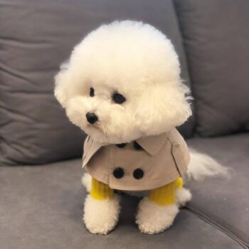 Dog Bandana Burberry - 2025 - Puppy Streetwear Shop Dog Bandana Burberry - 2025 - Puppy Streetwear Shop