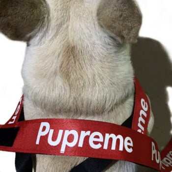 Dog Collar Harness Pupreme - 2025 - Puppy Streetwear Shop Dog Collar Harness Pupreme - 2025 - Puppy Streetwear Shop
