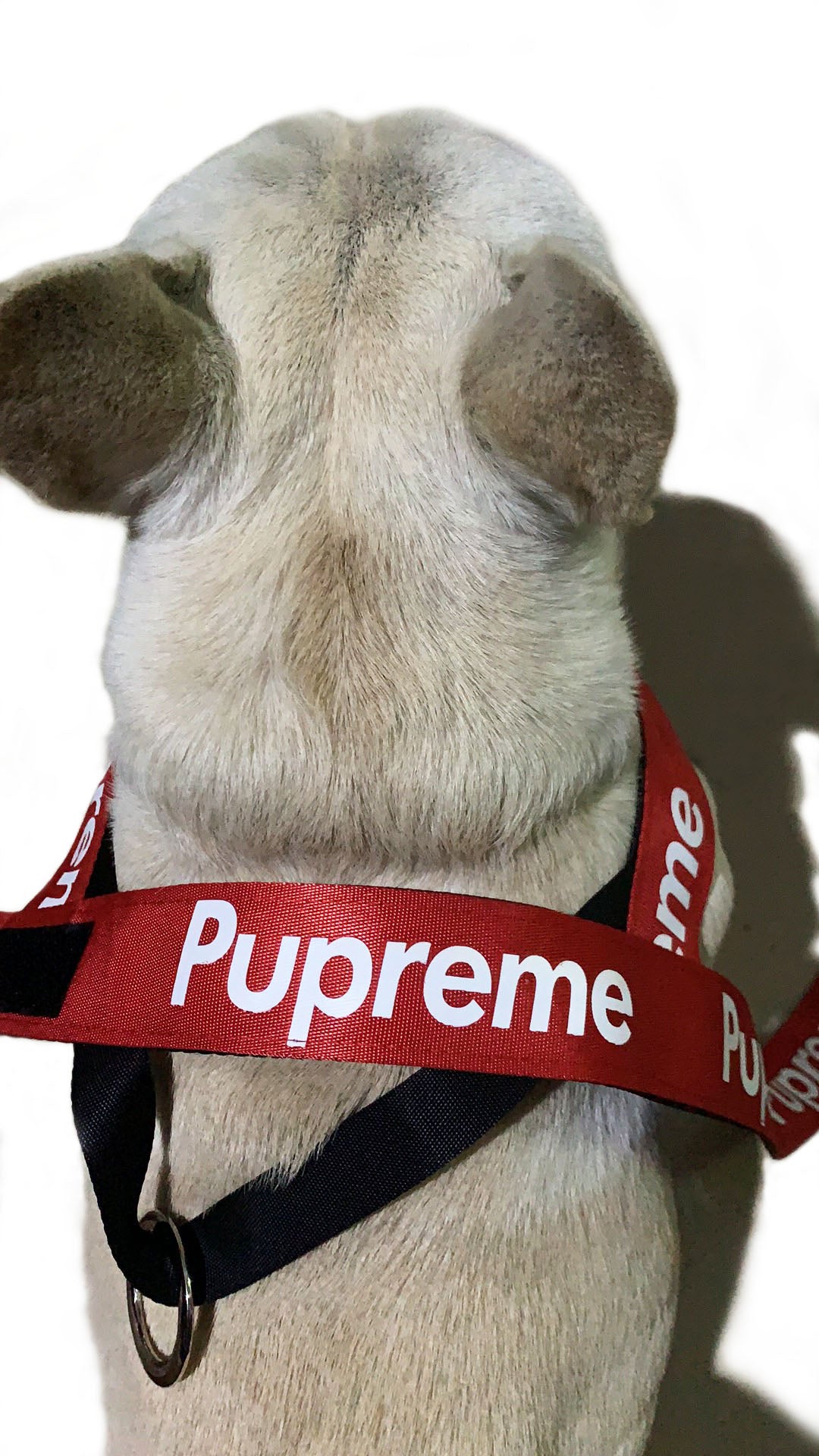 Designer Dog Collar Harness Pupreme - 2023 - Puppy Streetwear Shop
