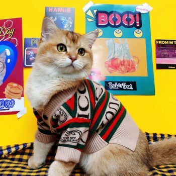 Dog Sweater Pawcci - 2025 - Puppy Streetwear Shop