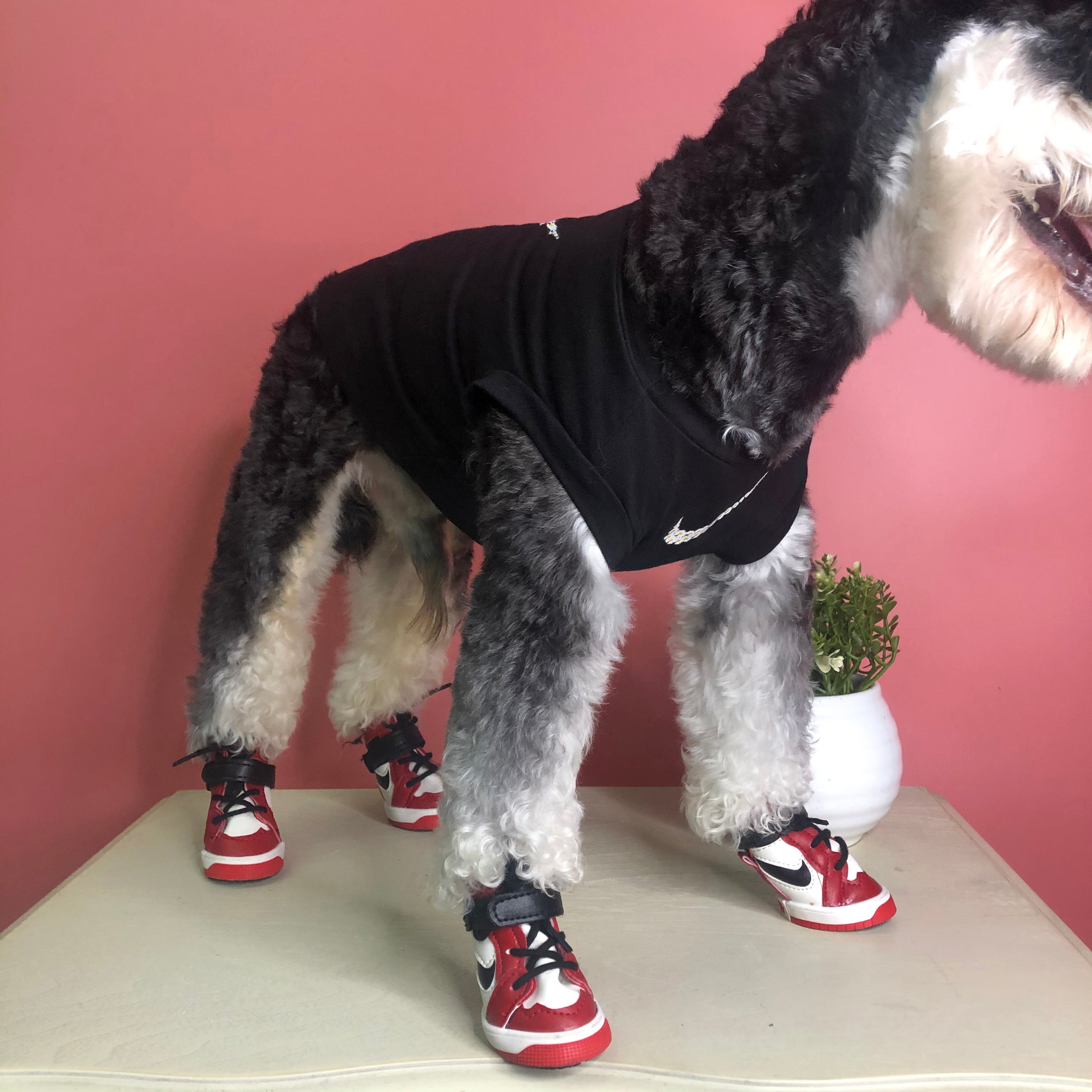 Designer Dog Shoes Nike - 2023 - Puppy Streetwear Shop