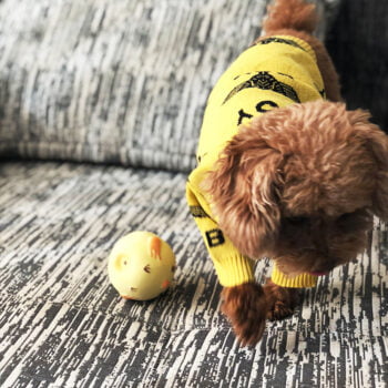 Dog Sweater - 2025 - Puppy Streetwear Shop