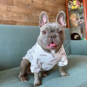 Dog Sweater Chanel - 2025 - Puppy Streetwear Shop