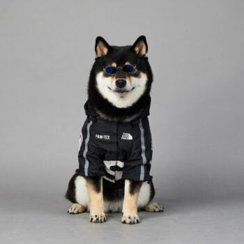 Dog Hoodies The North Face - 2025 - Puppy Streetwear Shop