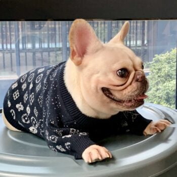 Dog Sweater Louis Pawtton - 2025 - Puppy Streetwear Shop