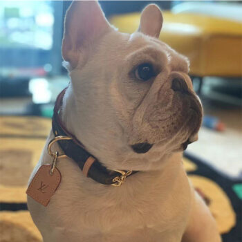 Dog Collar Harness Louis Pawtton - 2025 - Puppy Streetwear Shop