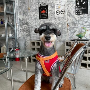 Dog Vest Basketball - 2025 - Puppy Streetwear Shop