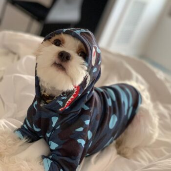 Dog Hoodies Bape - 2025 - Puppy Streetwear Shop