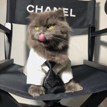 Prada-Inspired Dog Shirts - High-End Puppy Fashion - 2025 - Puppy Streetwear Shop