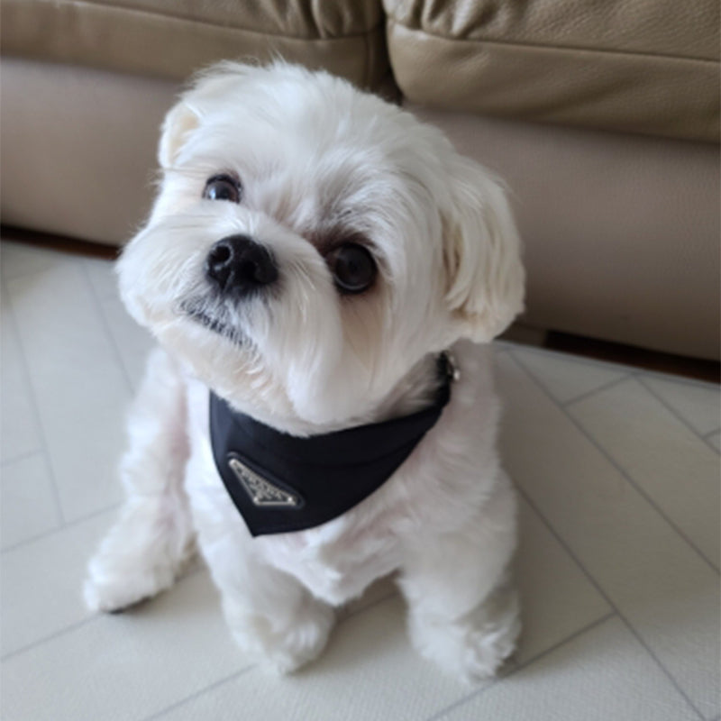 Designer Dog Collar Harness Prada - 2024 - Puppy Streetwear Shop
