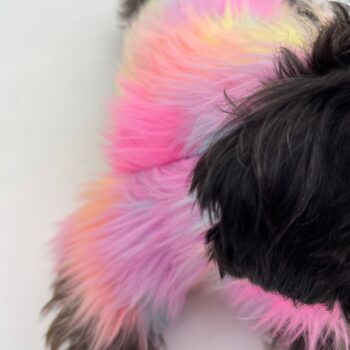 Fur Colorful Dog Jacket - 2025 - Puppy Streetwear Shop