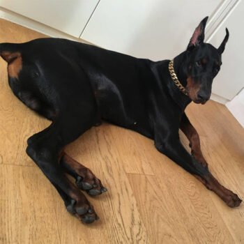 Dog Collar - 2025 - Puppy Streetwear Shop Dog Collar - 2025 - Puppy Streetwear Shop