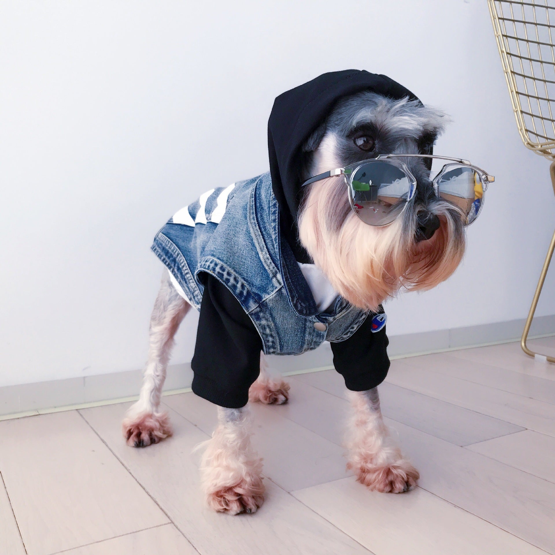 Designer Dog Jacket - 2023 - Puppy Streetwear Shop